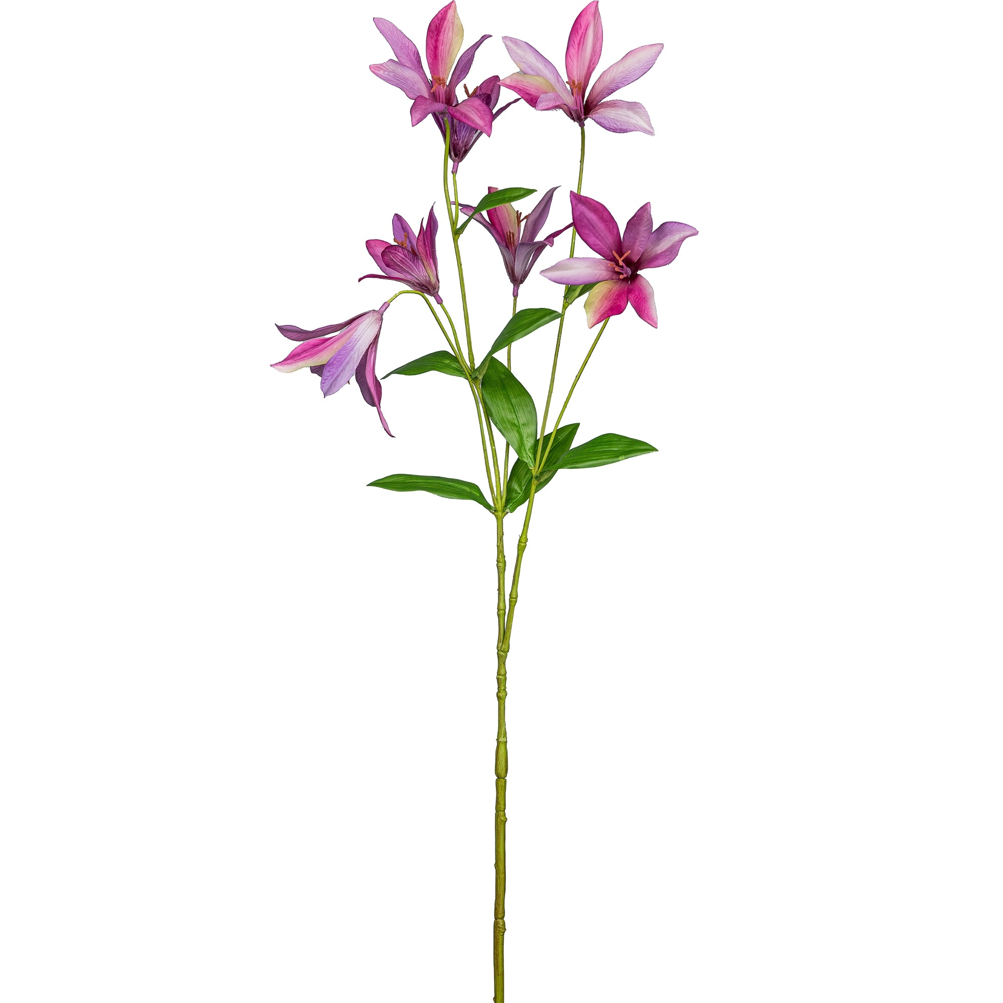 Klematis pink h 84cm
