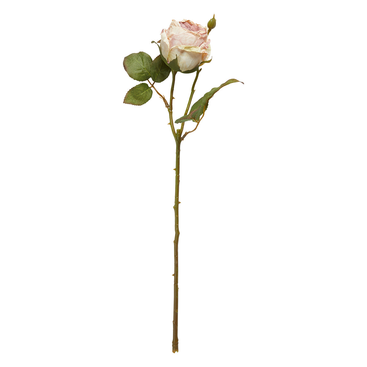 Rose stilk