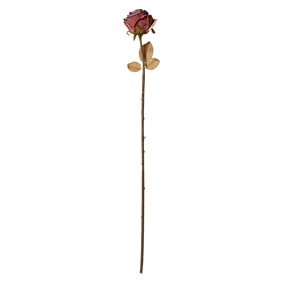 Rose stilk