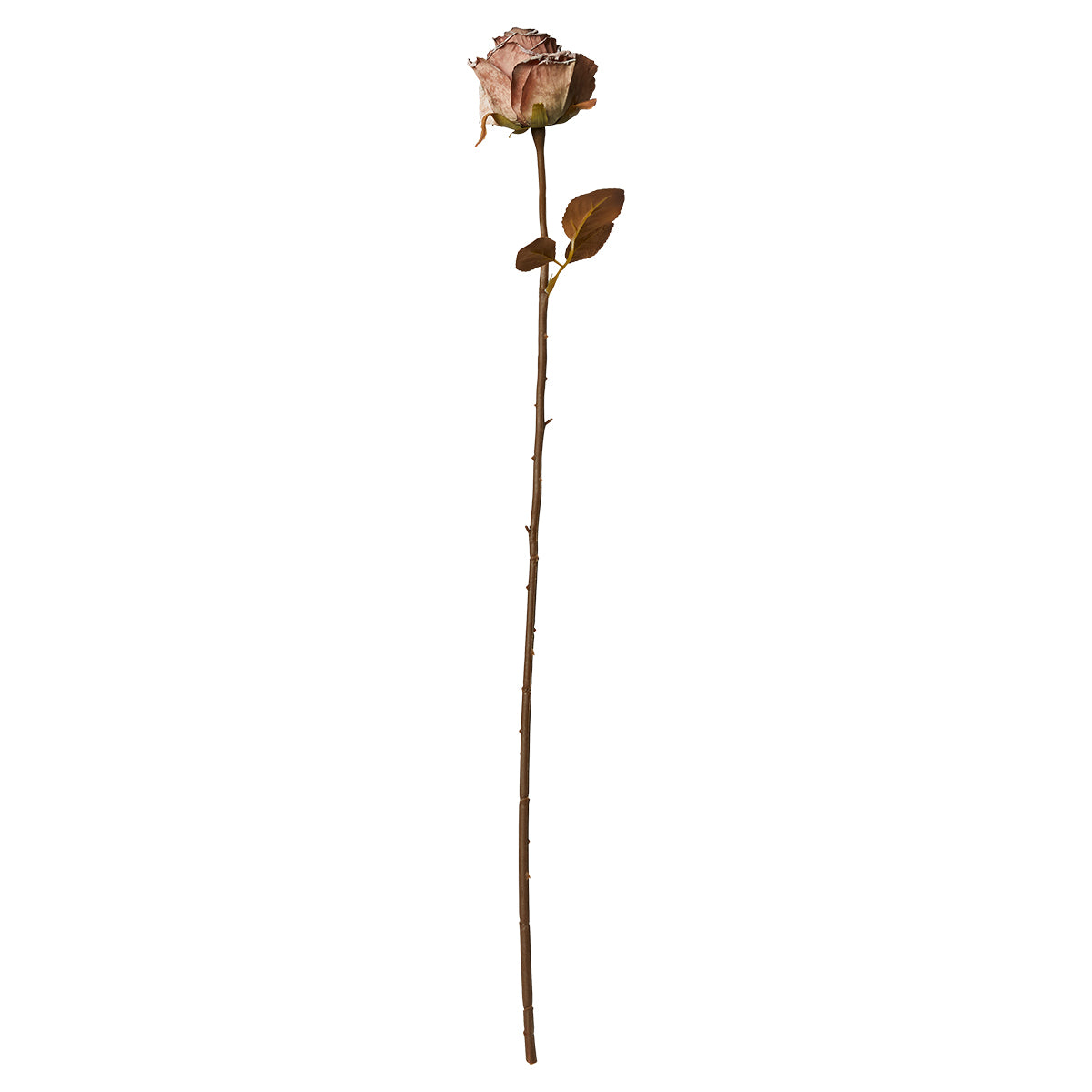 Rose stilk