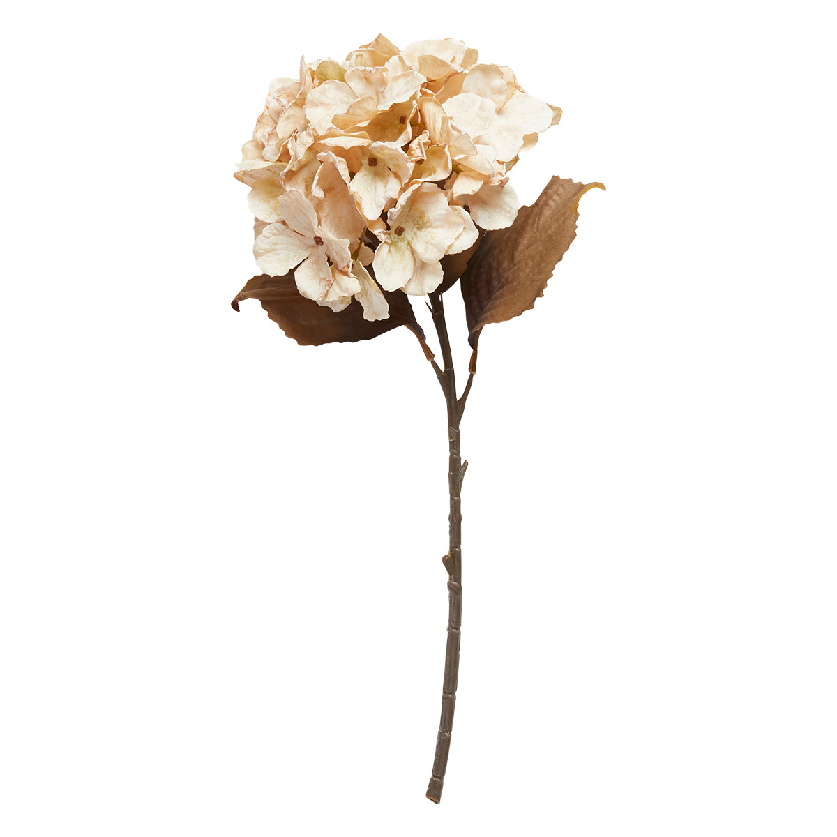 Hortensia stilk