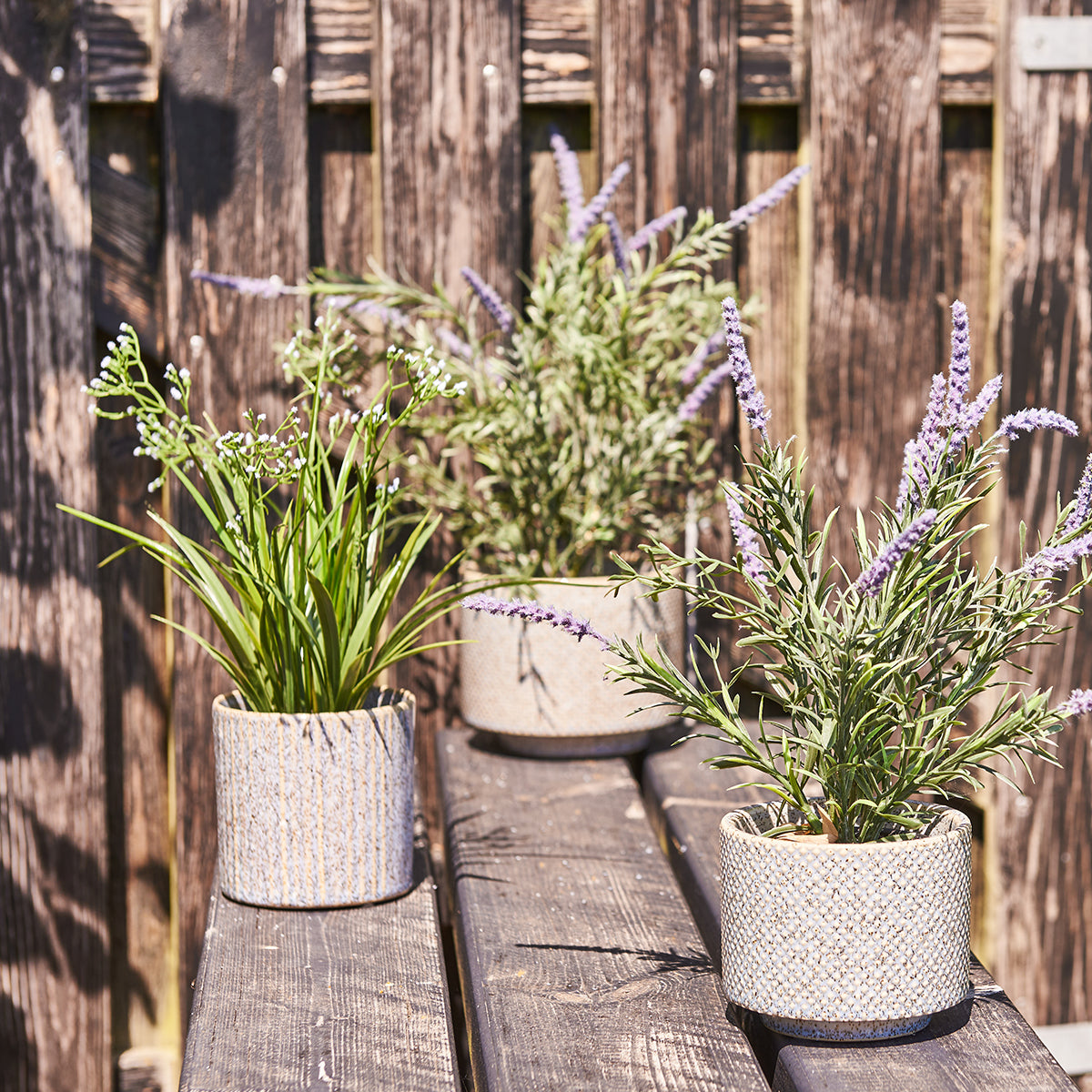 Lavendel i potte