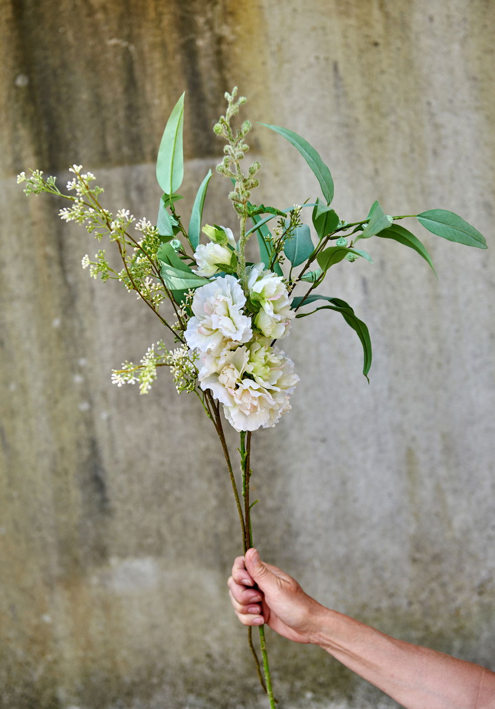 Eukalyptus stilk