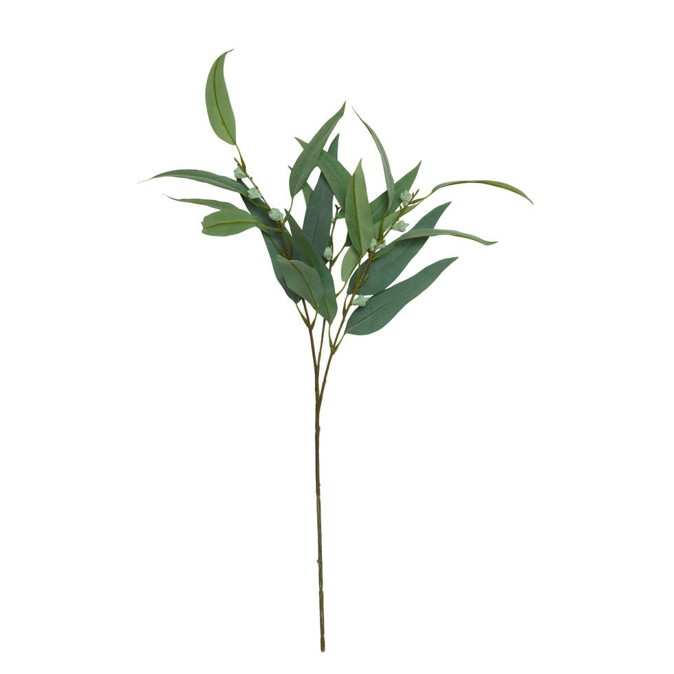 Eukalyptus stilk