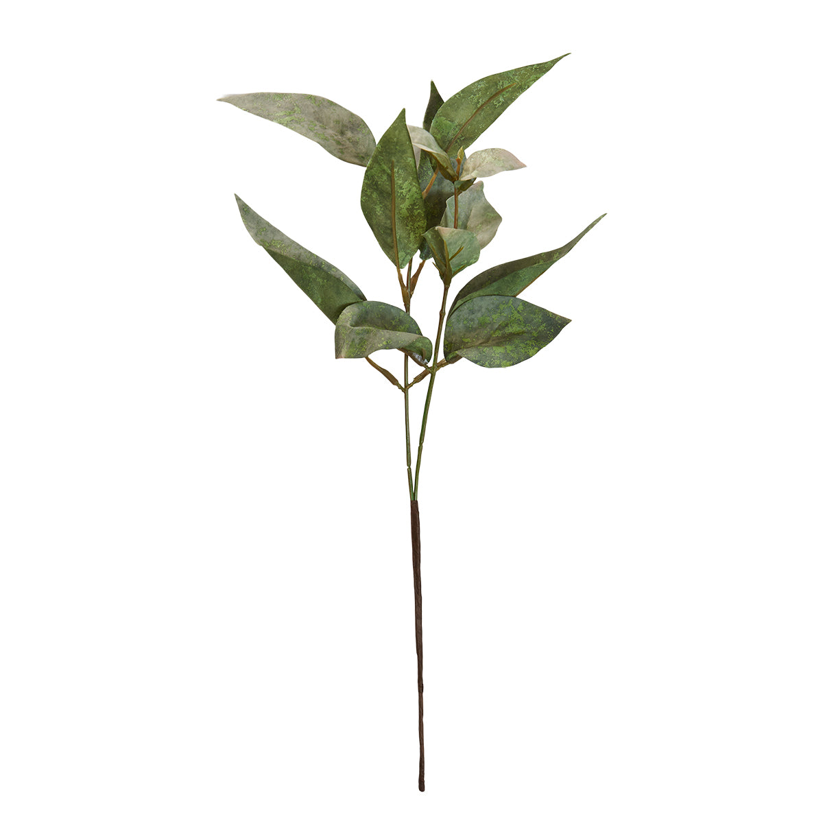 Eukalyptus stilk
