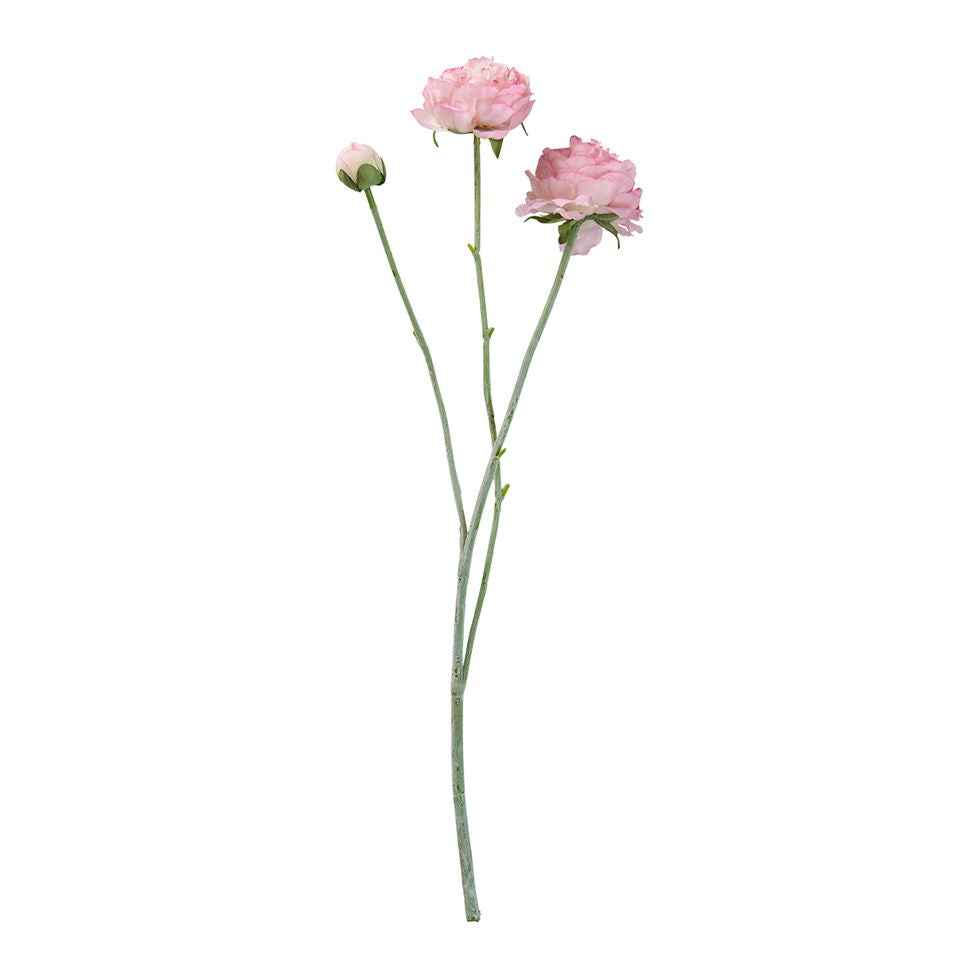 Ranunkel stilk