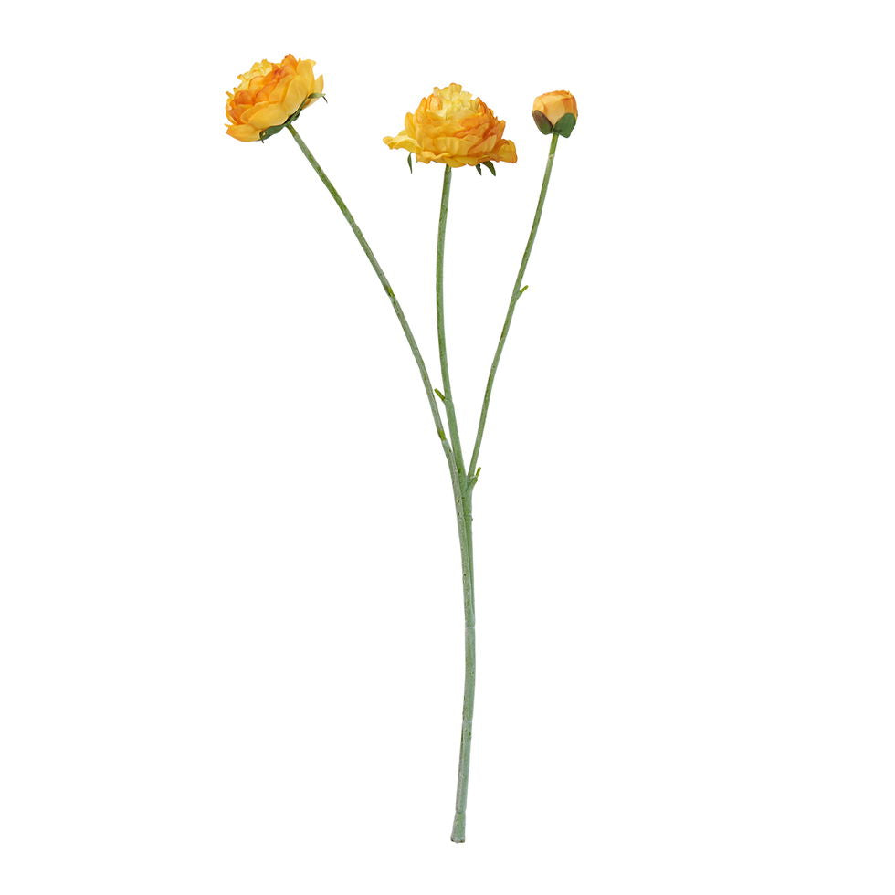 Ranunkel stilk