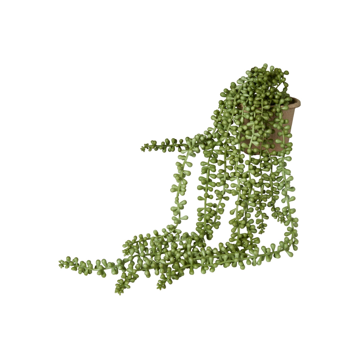 Perleranke sukkulent