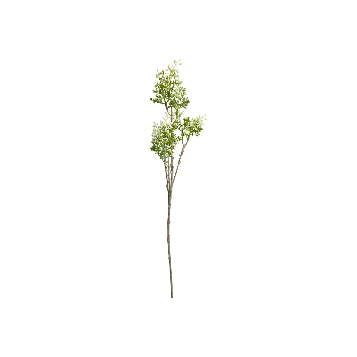 Hyacint stilk