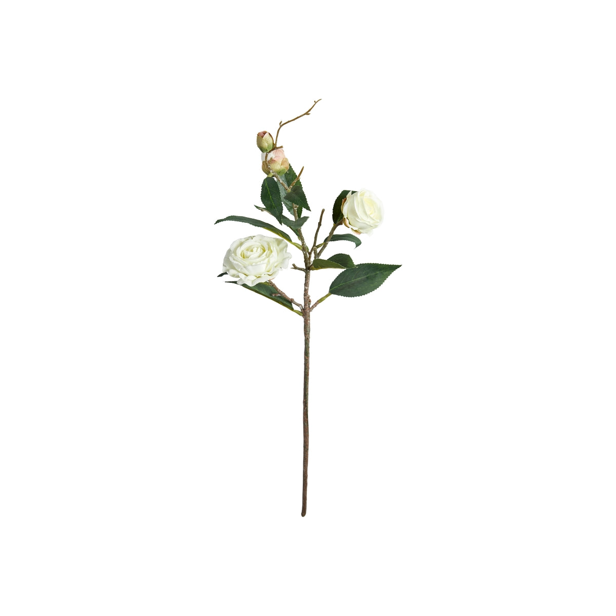 Rose stilk