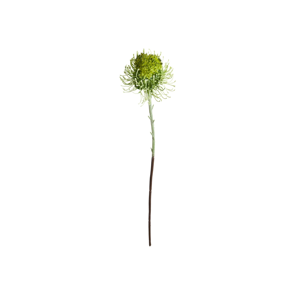 Protea Pincushion stilk