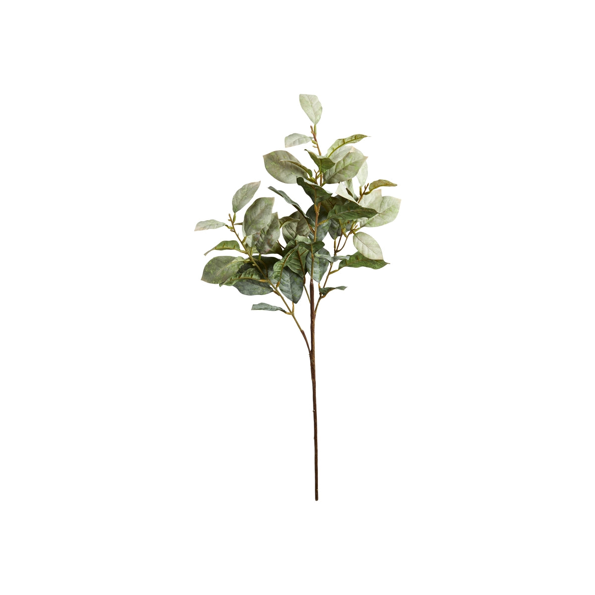 Eukalyptus stilk