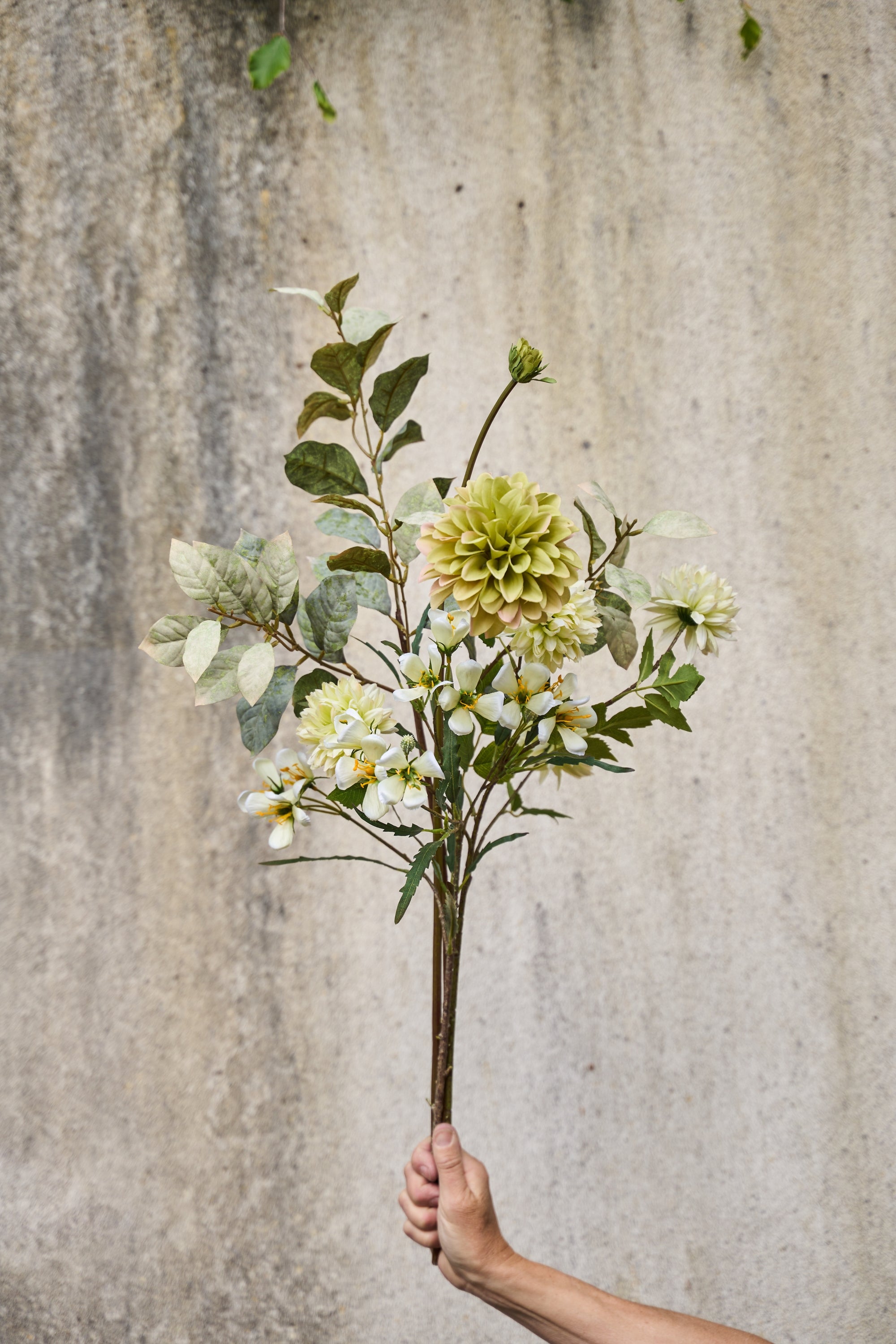 Eukalyptus stilk