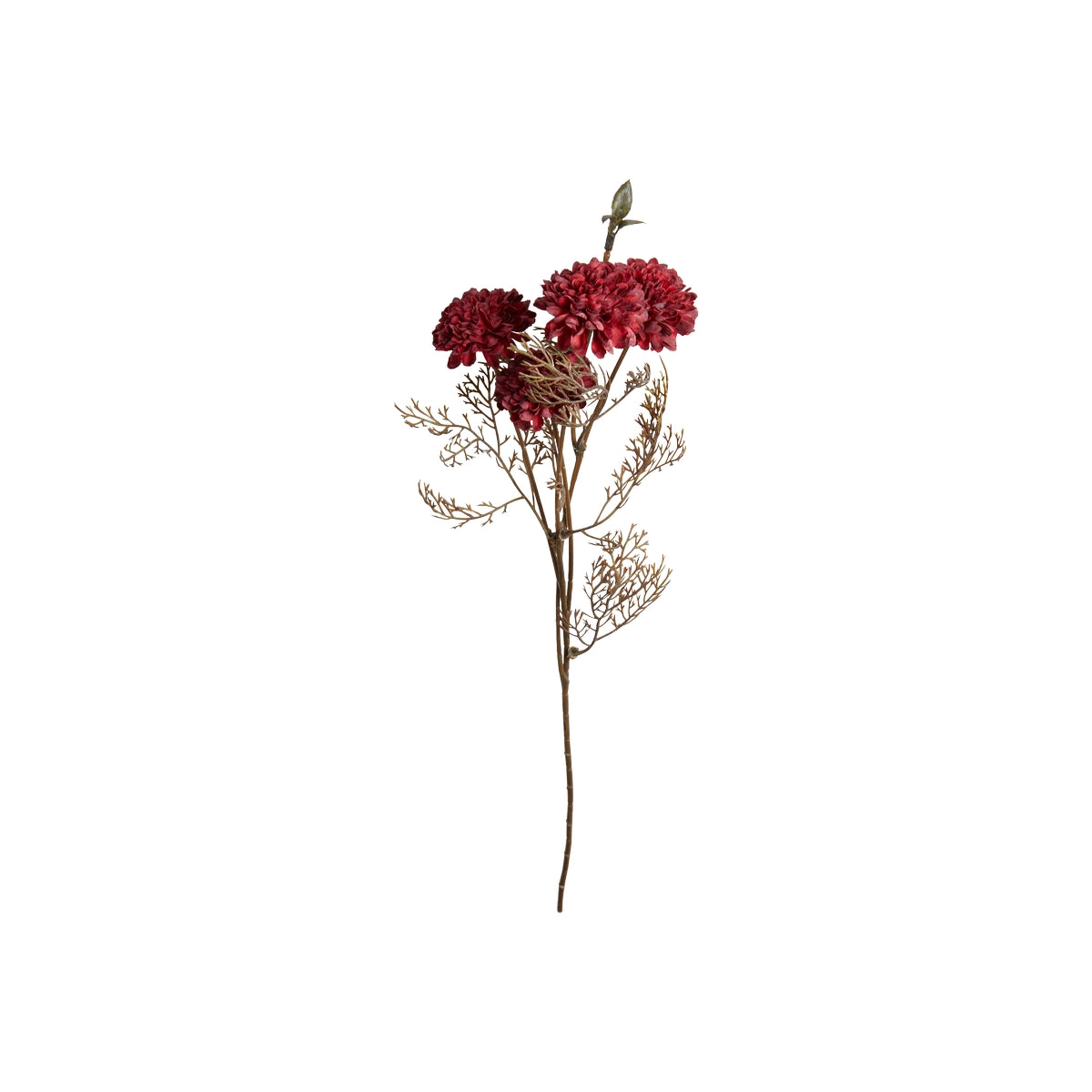 Krysantemum stilk