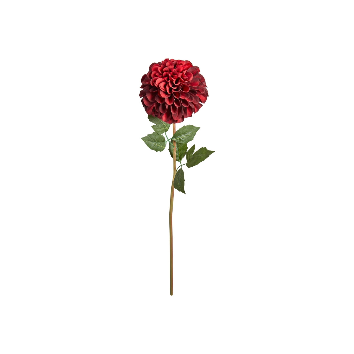 Krysantemum stilk