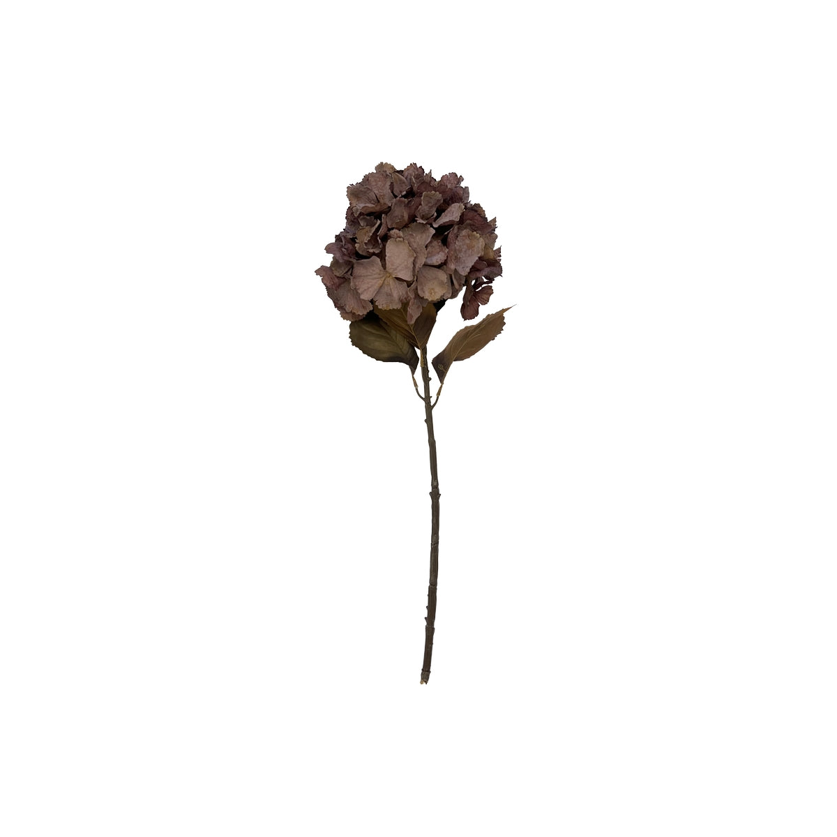 Hortensia stilk