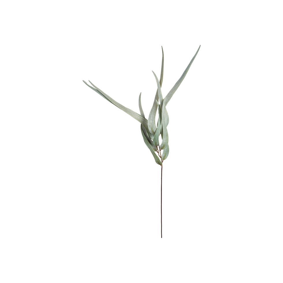 Eukalyptus stilk