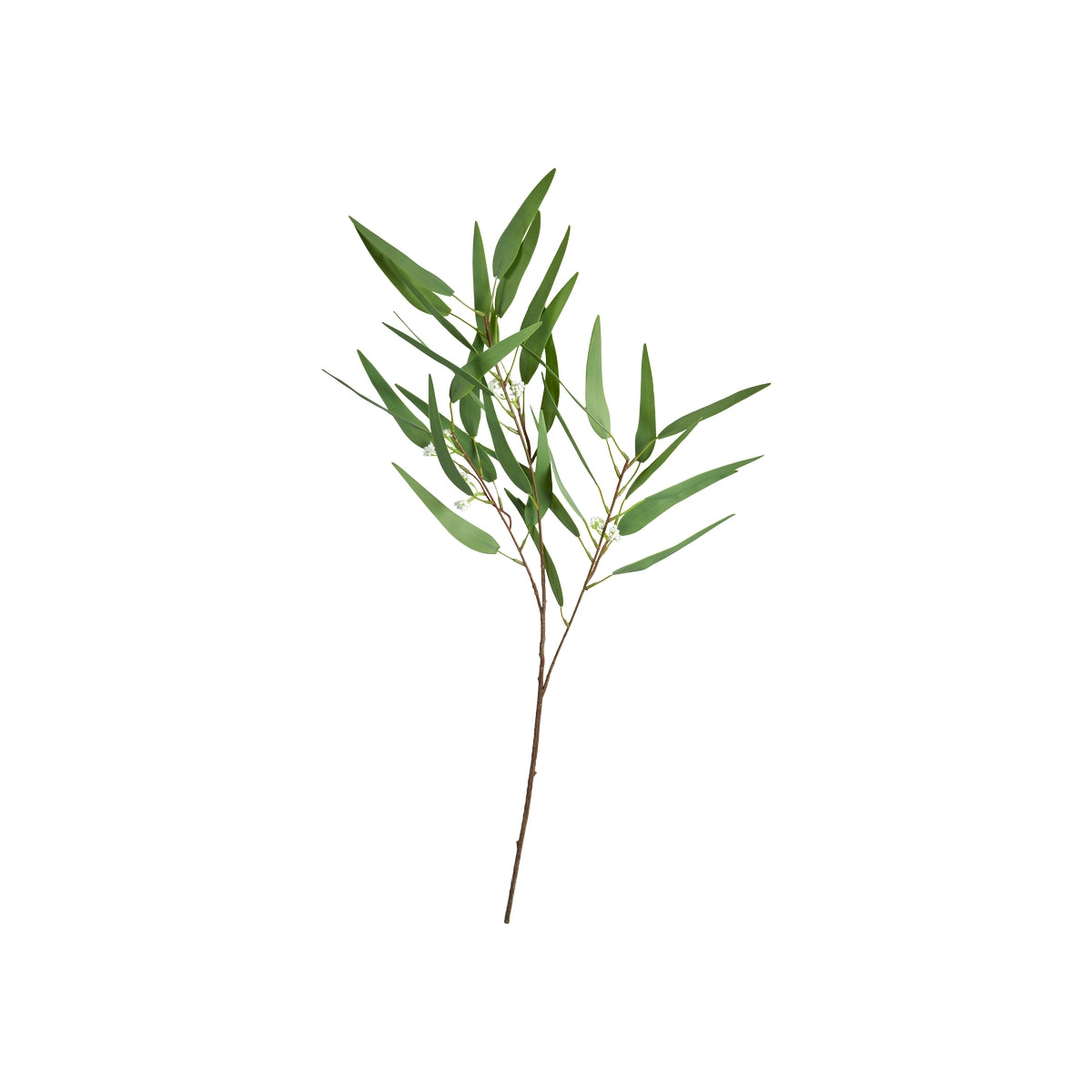 Eukalyptus stilk