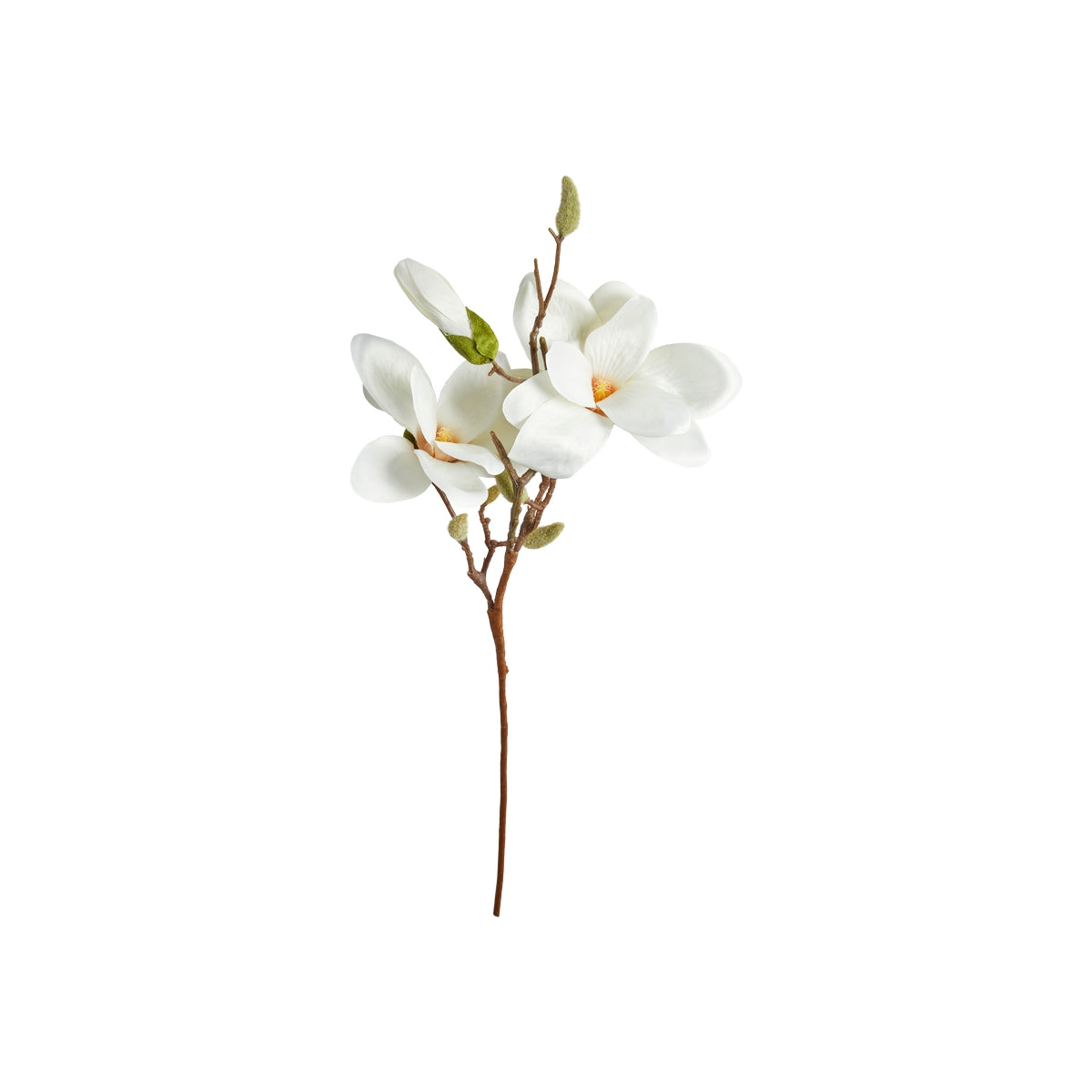 Magnolia stilk