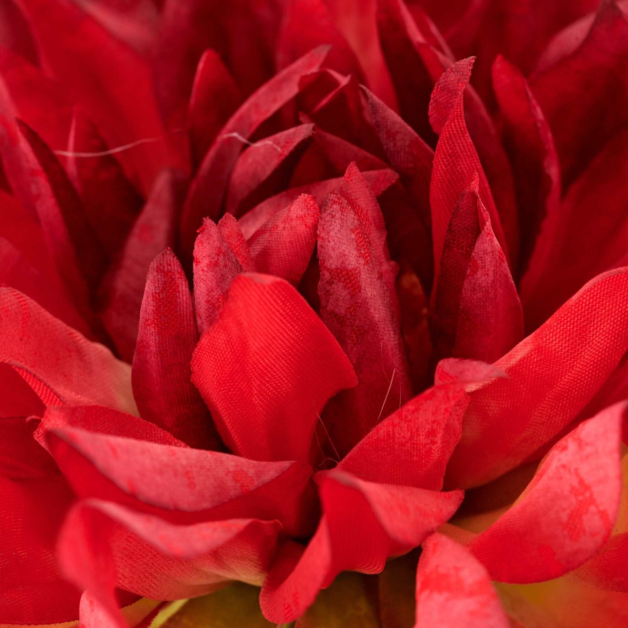 Dahlia rød h 60cm