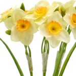 Tazetta bund a 3 lys gul h 41cm