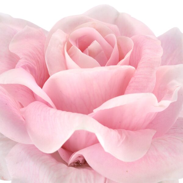 Rose lys rosa real touch h 69cm