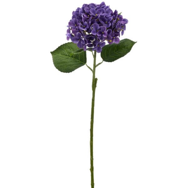Hortensia purple