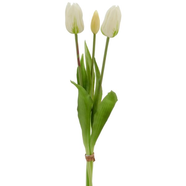 Tulipaner