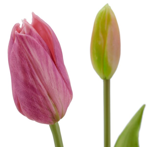 Tulipaner