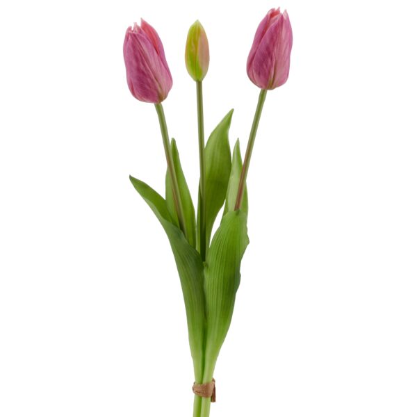 Tulipaner
