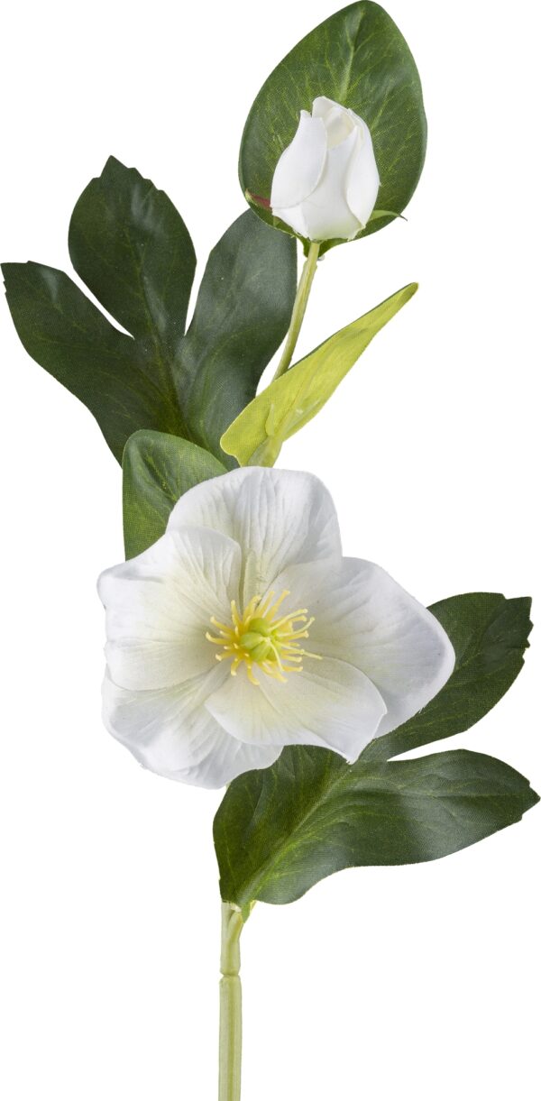 Julerose hvid h 36 cm