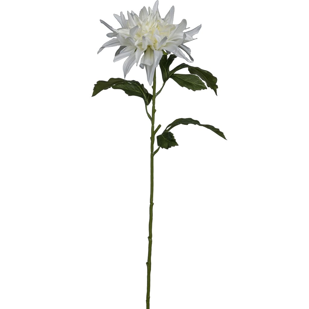 Dahlia hvid h 65 cm