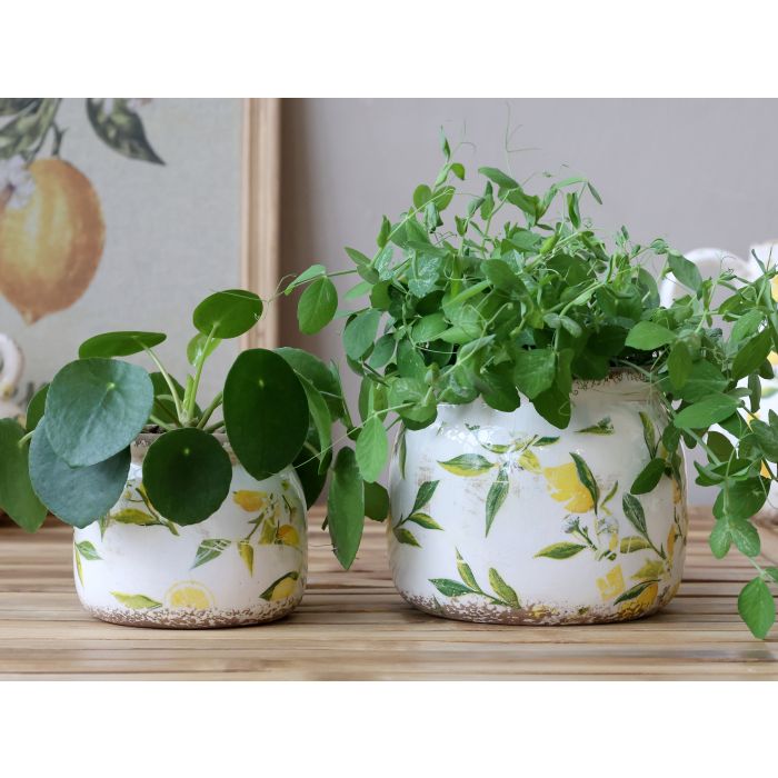 Limone potteskjuler m. citronmotiv