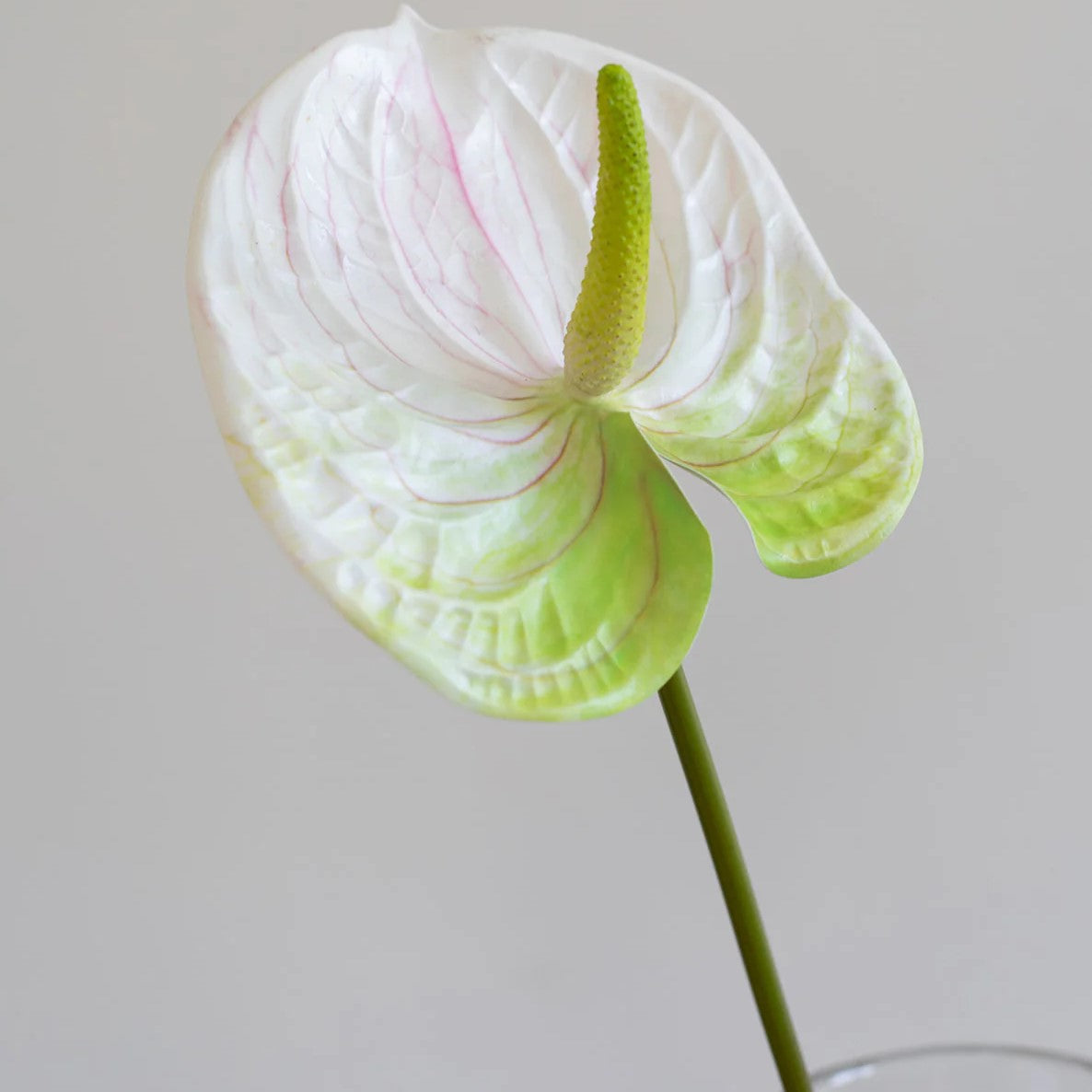 Artificial Flowers - White Anthurium