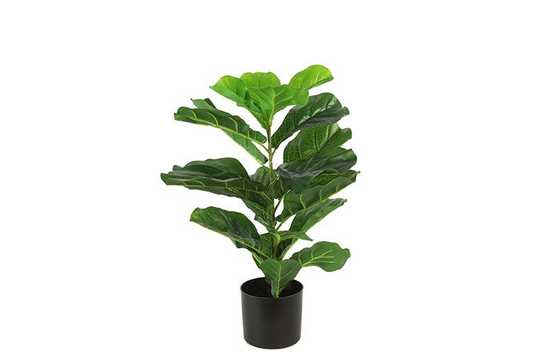 Ficus i potte h 70 cm