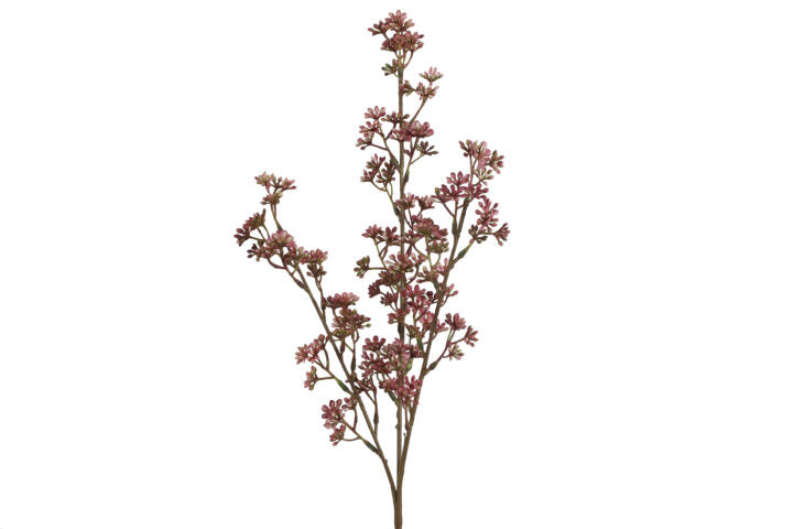 Kirsebærgren fuchsia h 65 cm