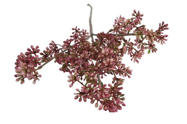 Kirsebærgren fuchsia h 65 cm