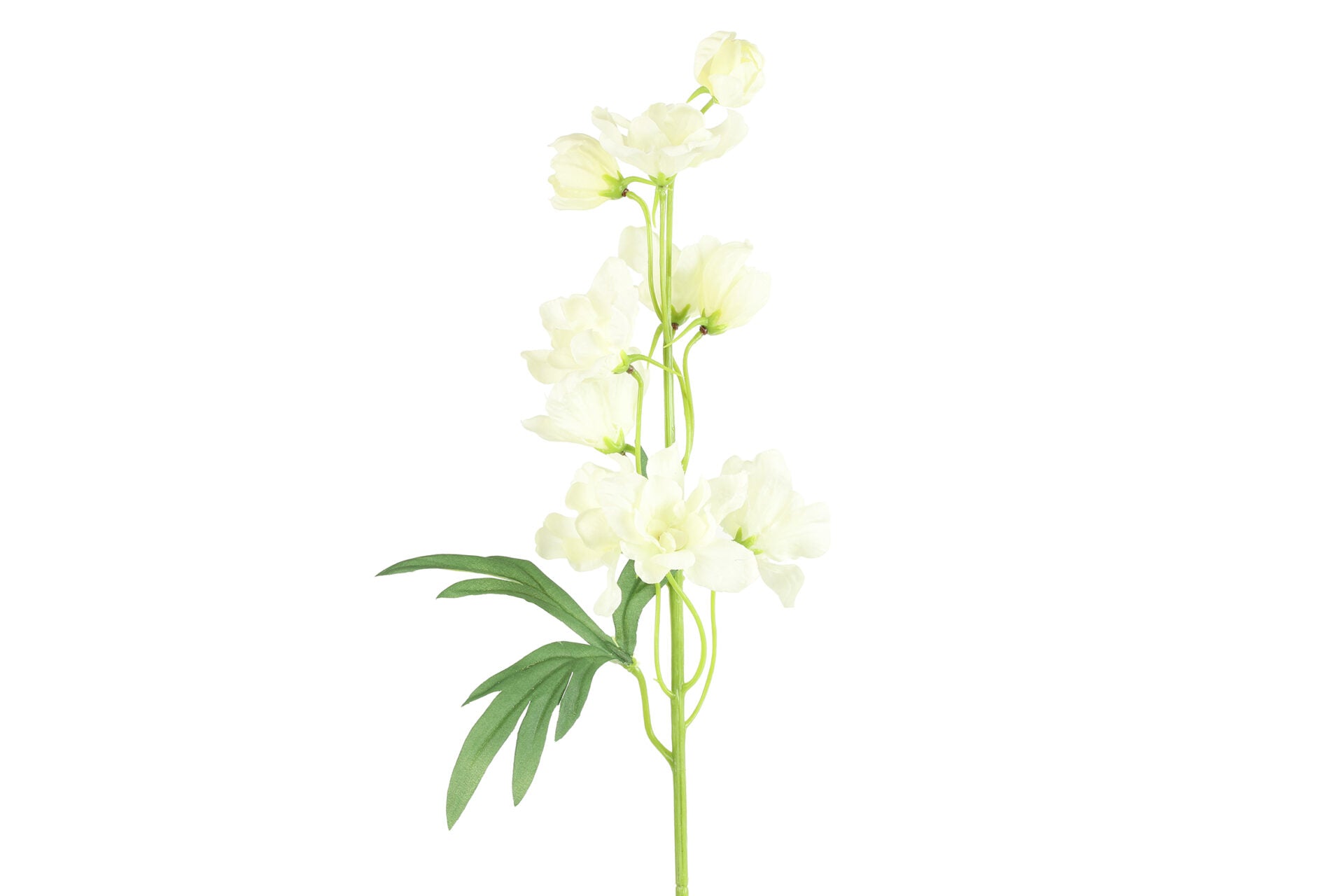 Ridderspore hvid h 50 cm