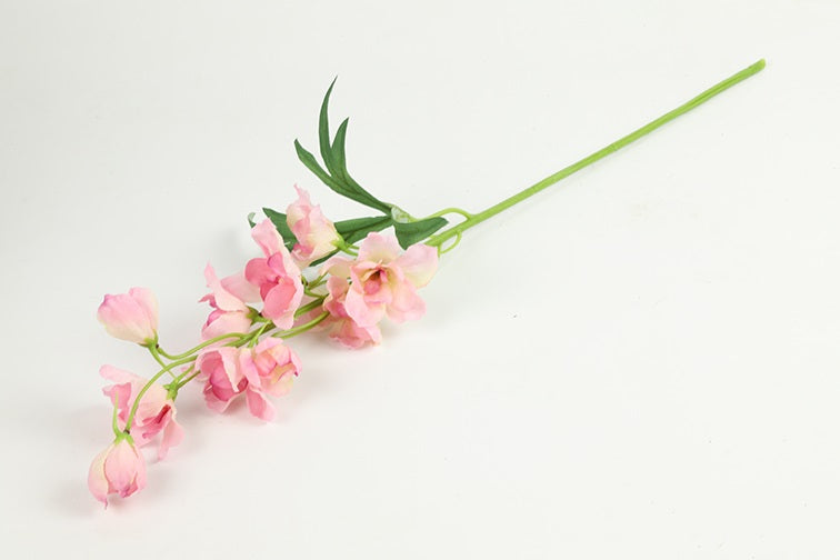 Ridderspore rosa h 50 cm