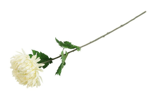 Chrysanthemum hvid h 75 cm