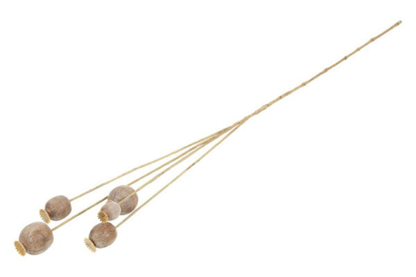 Valmue kapsler buket brun h 75 cm