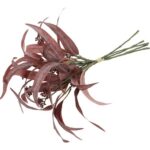 Eucalyptus rød bundt a 5 h 44