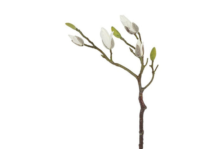 Magnolia hvid h 73 cm