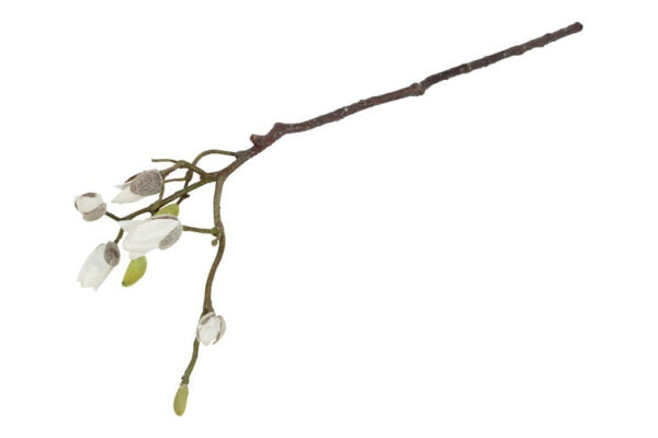 Magnolia hvid h 73 cm
