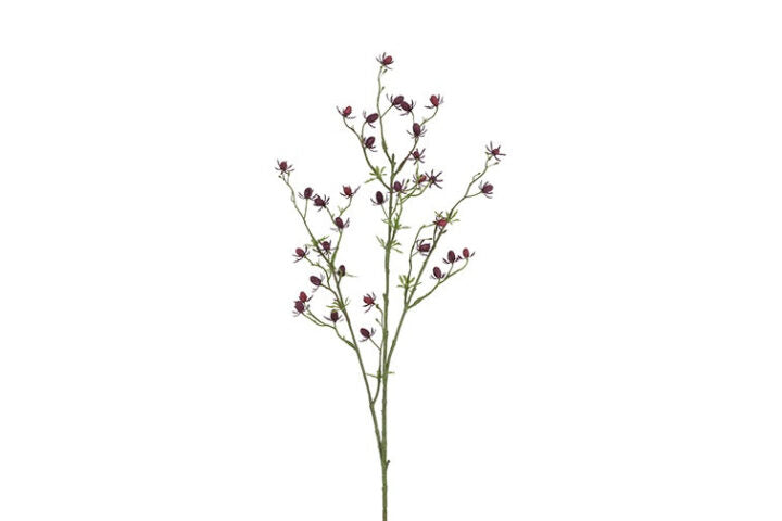 Cordifolia purple h 87 cm