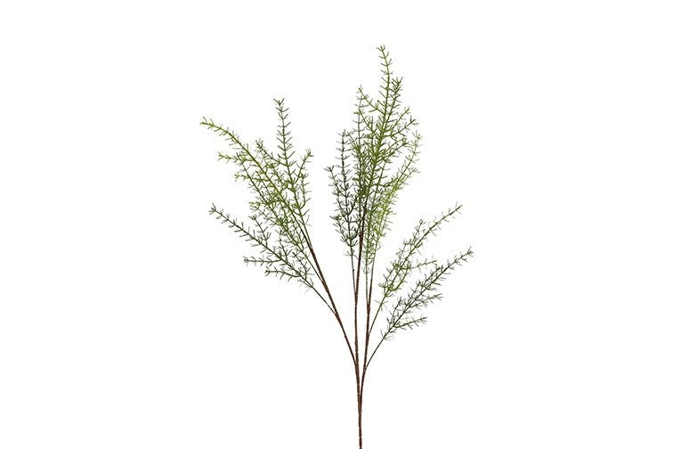 Asparagus grøn h 105 cm