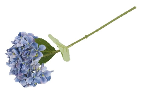 Hortensia blå
