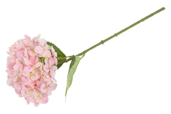 Hortensia rosa