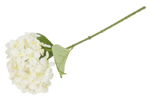 Hortensia hvid