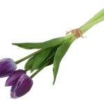 Tulipan bundt purple h 29 cm